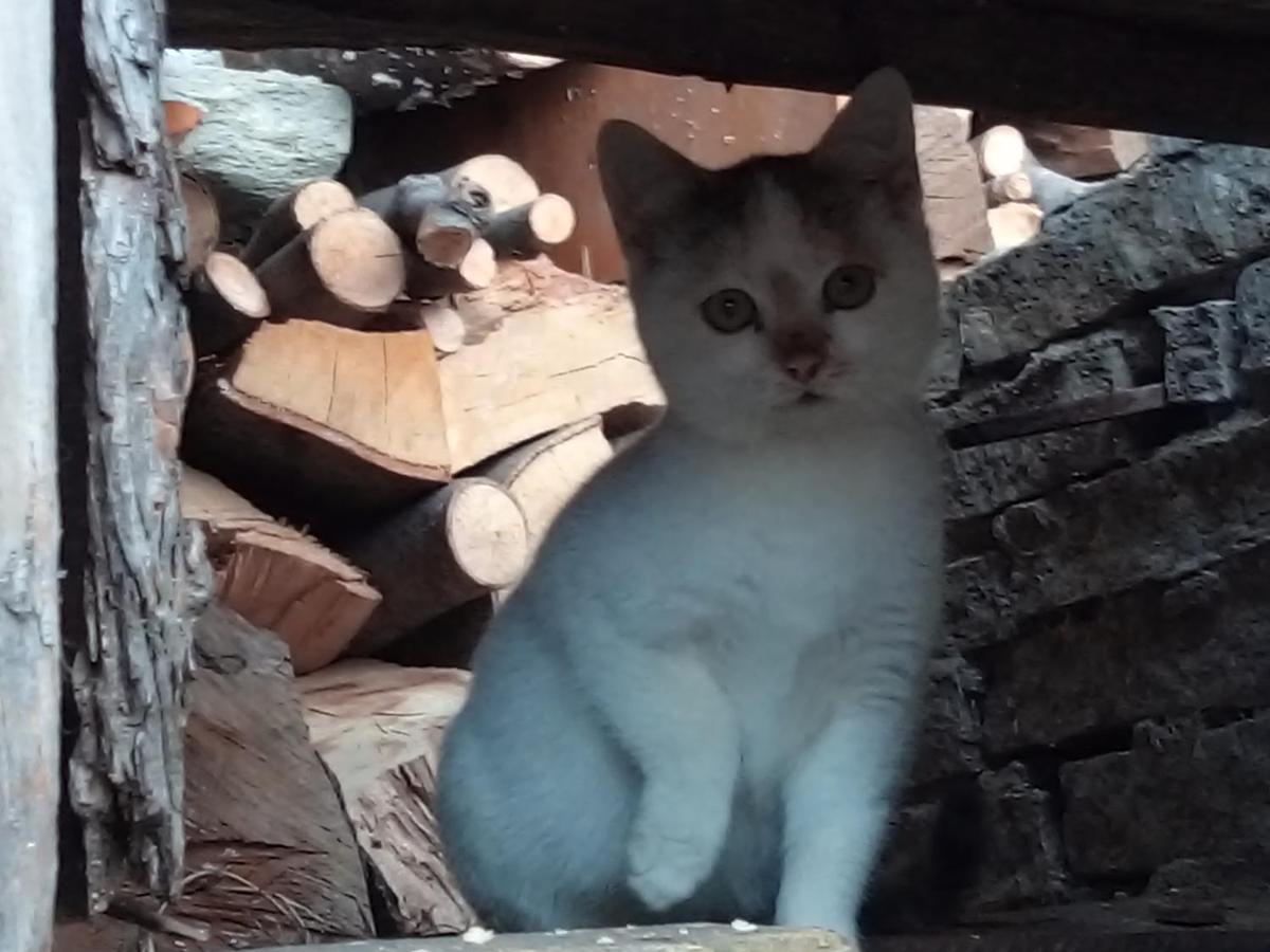 Il Cassero Pomaretto Buitenkant foto